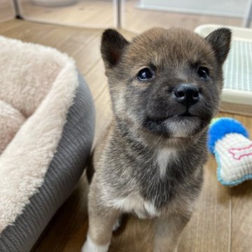 柴犬(豆柴)【兵庫県・女の子・2023年3月6日・赤】の写真「両親豆柴認定犬です🐕」