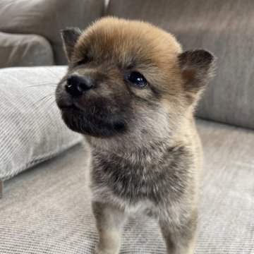 柴犬(豆柴)【兵庫県・男の子・2023年3月6日・赤】の写真「両親豆柴認定犬です🐕」