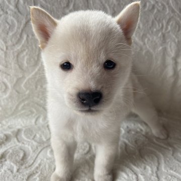 柴犬(豆柴)【兵庫県・男の子・2024年8月27日・白】の写真「10/23迄の募集です🐾両親豆柴認定犬です🐕」