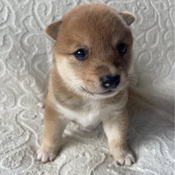 柴犬(豆柴)【兵庫県・男の子・2024年6月2日・赤】の写真「自然豊かな高原育ち🌈 両親豆柴認定犬です🐕✨」