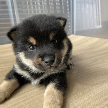 柴犬(豆柴)【兵庫県・男の子・2023年3月2日・黒】の写真「自然豊かな高原育ち🌈
両親豆柴認定犬です🐕✨」