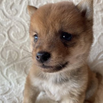 柴犬(豆柴)【兵庫県・男の子・2023年9月14日・赤】の写真「11/9迄の募集です🐕🐾両親豆柴認定犬です🐕✨」