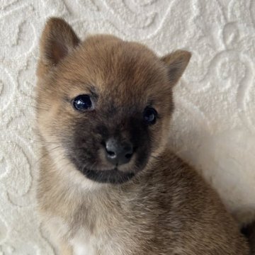 柴犬(豆柴)【兵庫県・女の子・2023年9月14日・赤】の写真「自然豊かな高原育ち🏡 オンライン見学受付中✨」