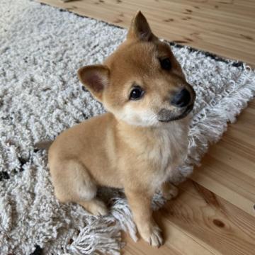 柴犬(豆柴)【兵庫県・男の子・2022年8月22日・赤】の写真「優しいイケメン君🐾✨両親豆柴認定犬🐕」