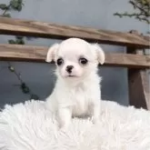 チワワ(ロング)