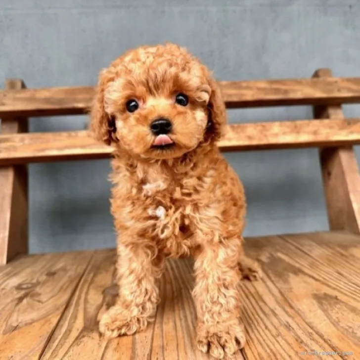 はるなな 様のお迎えした子犬