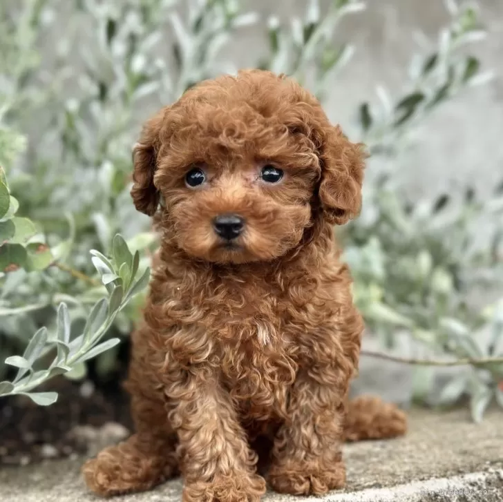 A.T 様のお迎えした子犬