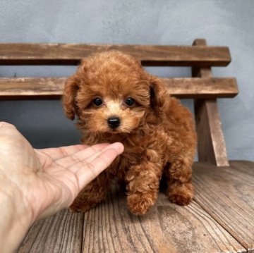 トイプードル(ティーカップ)【長崎県・女の子・2023年6月16日・レッド】の写真「小さくて可愛らしいお顔の女の子」