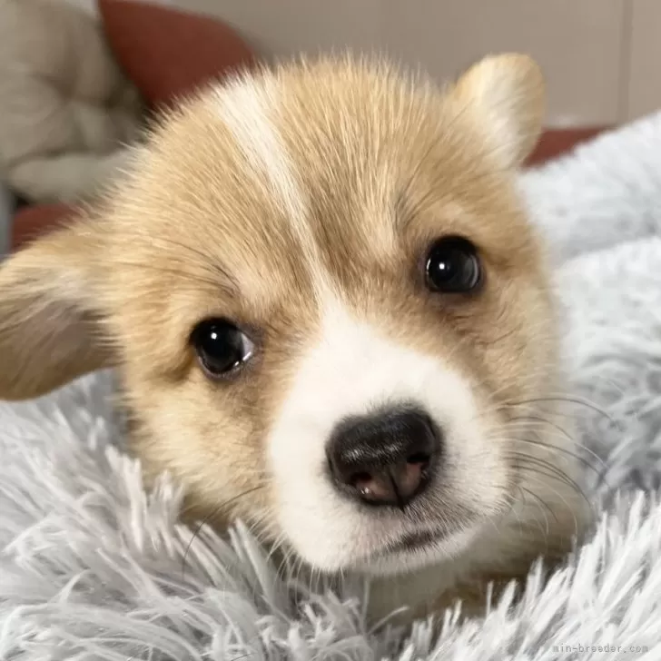 み 様のお迎えした子犬