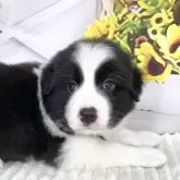ボーダーコリー