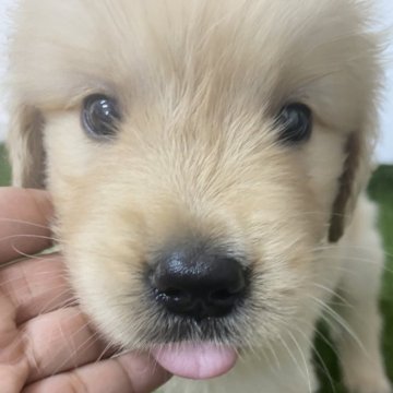 ゴールデンレトリバー【愛知県・男の子・2024年7月30日・ゴールド】の写真「イケメンくん💕9/23までの期間限定掲載🆙」