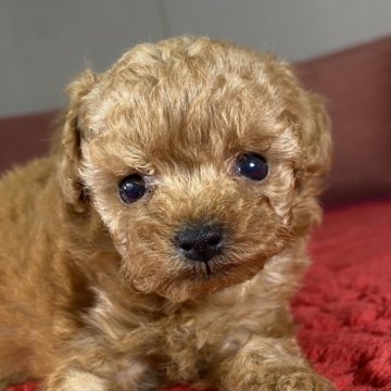 ティーカッププードルの子犬を探す｜ブリーダー直販の子犬販売【みんなのブリーダー】