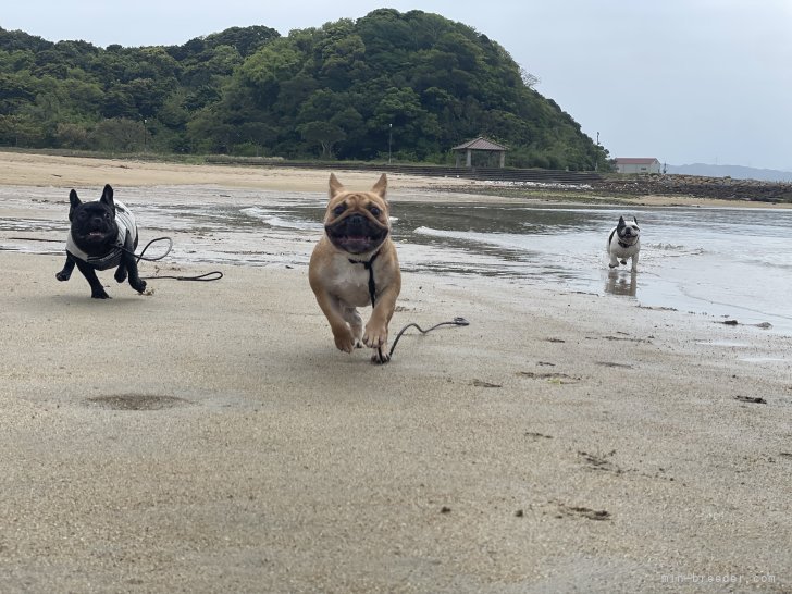 自然の中でのびのびと過ごしています。｜鹿瀬島　有彩(かせじま　ありさ)ブリーダー(熊本県・フレンチブルドッグ・JKC登録)の紹介写真8