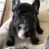 フレンチブルドッグ