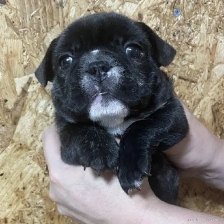 NH 様のお迎えした子犬