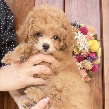 関東のトイプードルの子犬を探す｜ブリーダー直販の子犬販売【みんなのブリーダー】