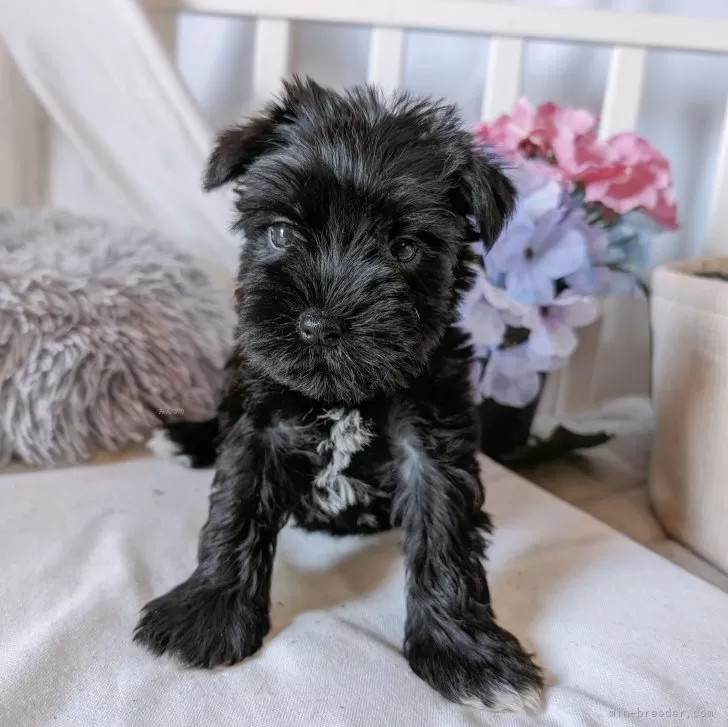 N.S 様のお迎えした子犬