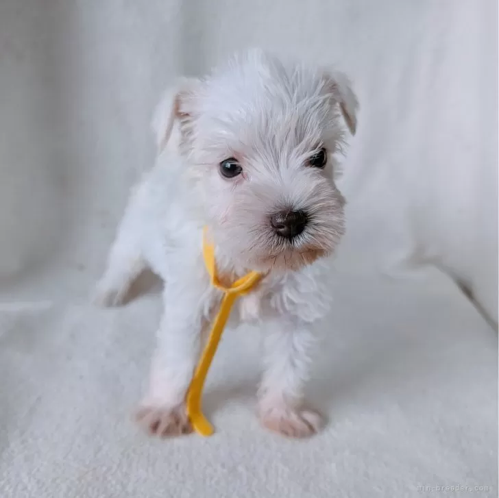 シュナ 様のお迎えした子犬