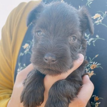 ミニチュアシュナウザー【長崎県・女の子・2023年5月10日・レバー】の写真「人懐こい性格のキュートな女の子♪」