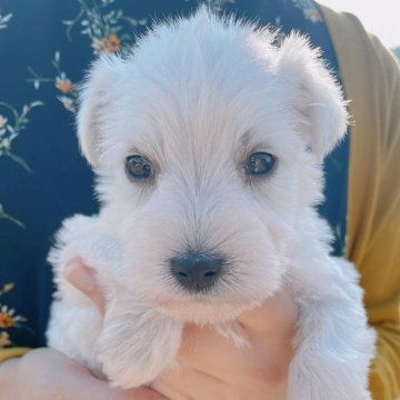 ミニチュアシュナウザー【長崎県・男の子・2023年5月10日・ホワイト】の写真「マイペースなイケメンくん☆」