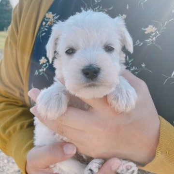 ミニチュアシュナウザー【長崎県・男の子・2023年5月10日・ホワイト】の写真「優しいお顔のおっとりBOY♪」