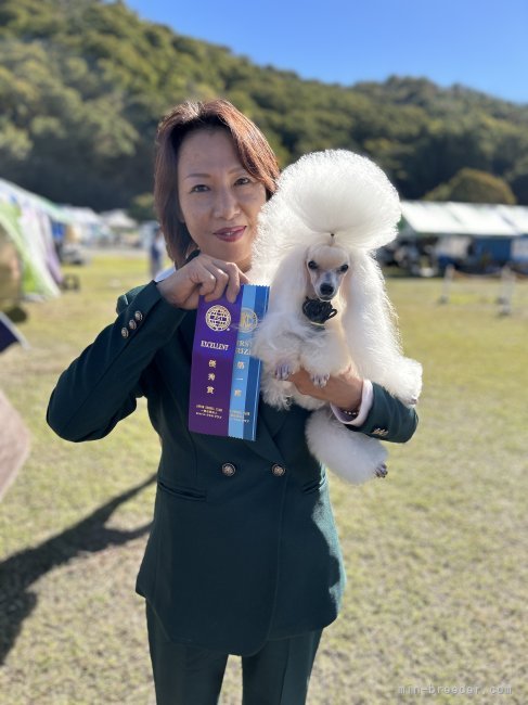 池田　佐智子(いけだ　さちこ)ブリーダー(滋賀県・トイプードルなど・JKC登録)の紹介写真2