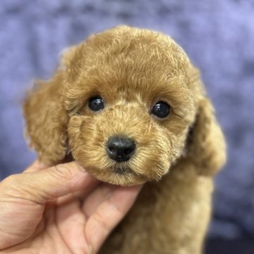 トイプードル(トイ)【滋賀県・男の子・2025年2月26日・アプリコット】の写真「とても甘えたで性格も◎、欠点もありません」