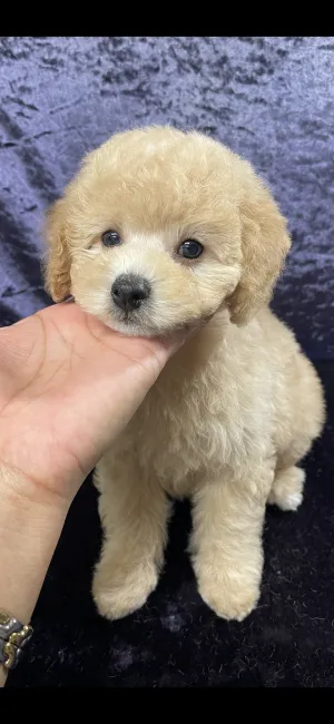 おみく 様のお迎えした子犬