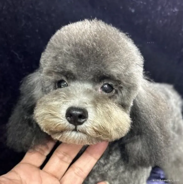 ラッキー 様のお迎えした子犬