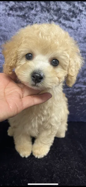 あやたか 様のお迎えした子犬