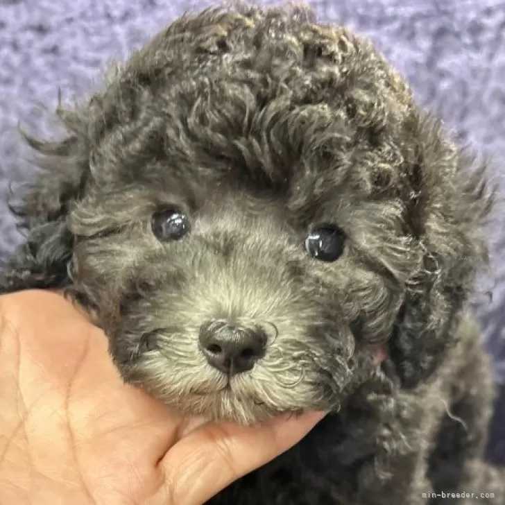 S.H 様のお迎えした子犬