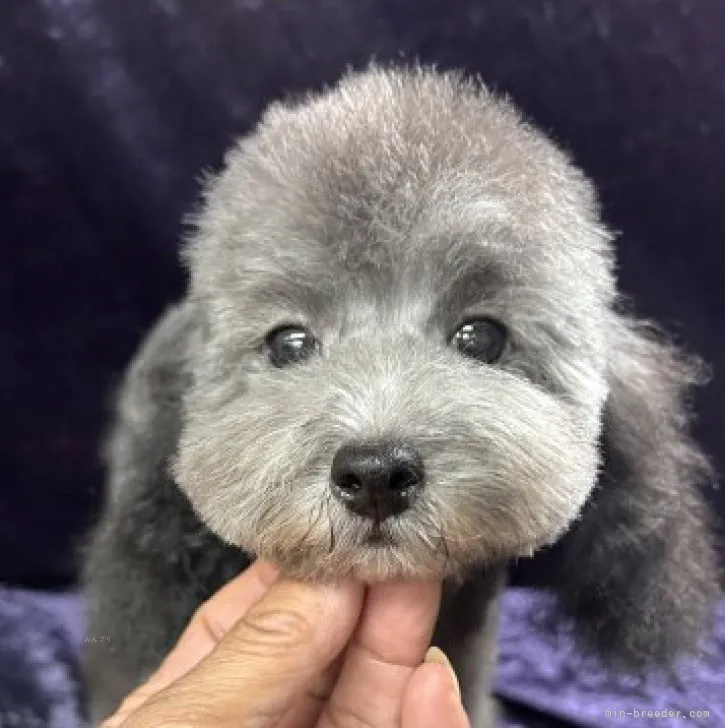 ko 様のお迎えした子犬