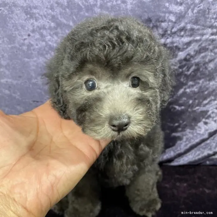 ルー 様のお迎えした子犬