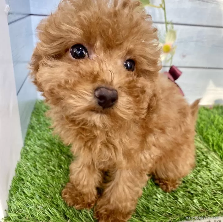 グリーンライン 様のお迎えした子犬
