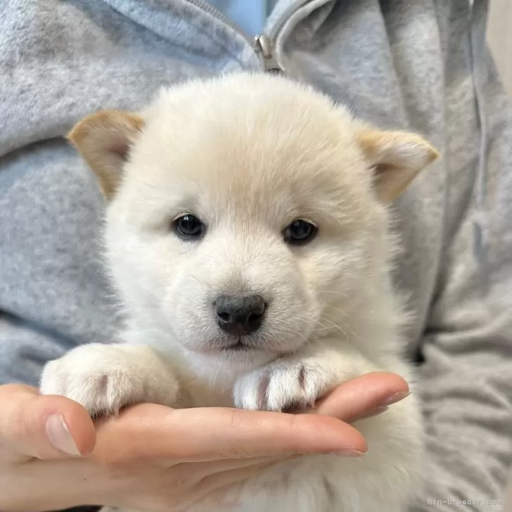 柴犬(標準サイズ)【北海道・男の子・2024年12月4日・白】の写真1