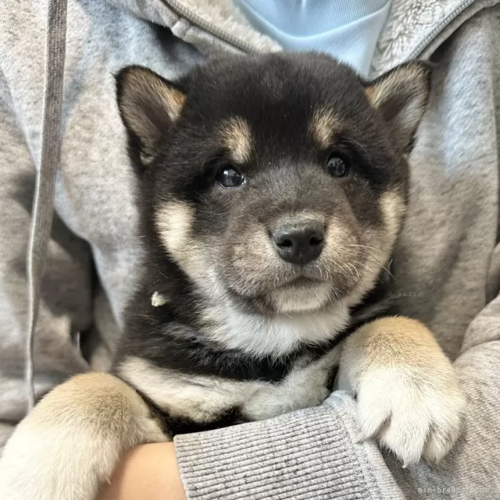 柴犬(標準サイズ)【北海道・男の子・2024年12月4日・黒】の写真1「水色首輪」