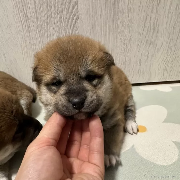 柴犬(標準サイズ)【北海道・女の子・2024年12月4日・赤】の写真1「右手に黒い斑点がない子」