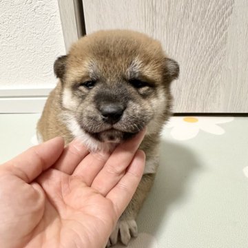 柴犬(標準サイズ)【北海道・女の子・2024年12月4日・赤】の写真「根強い人気の赤柴」