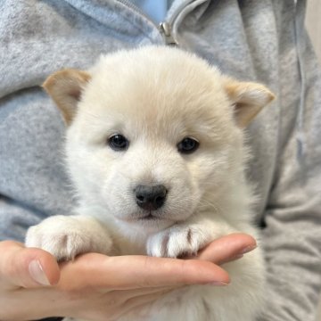 柴犬(標準サイズ)【北海道・男の子・2024年12月4日・白】の写真「鼻が黒い珍しい白柴🩷」