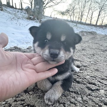 柴犬(標準サイズ)【北海道・女の子・2024年10月26日・黒】の写真「大人気黒柴🩷」