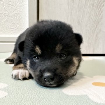 柴犬(標準サイズ)【北海道・女の子・2024年10月26日・黒】の写真「大人気黒柴🩷」