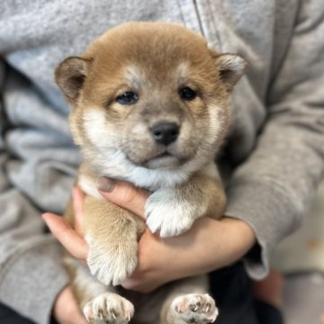 柴犬(標準サイズ)【北海道・女の子・2024年12月4日・赤】の写真「根強い人気の赤柴🩷」