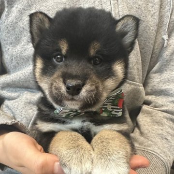 柴犬(標準サイズ)【北海道・男の子・2024年12月4日・黒】の写真「大人気黒柴！🩷」