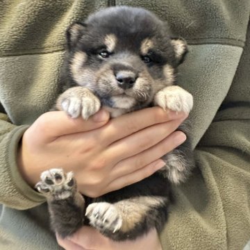 柴犬(標準サイズ)【北海道・男の子・2024年12月4日・黒】の写真「大人気黒柴！🩷」