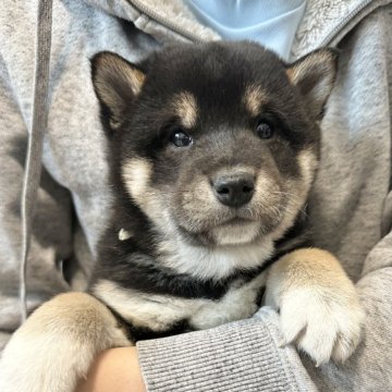 柴犬(標準サイズ)【北海道・男の子・2024年12月4日・黒】の写真「大人気黒柴🩷」