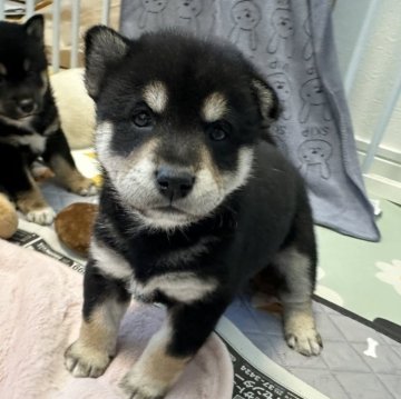 柴犬(標準サイズ)【北海道・男の子・2024年10月26日・黒】の写真「大人気黒柴✨」