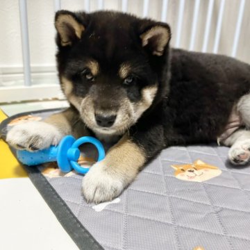 柴犬(標準サイズ)【北海道・男の子・2024年12月4日・黒】の写真「大人気黒柴🩷」