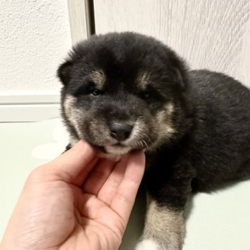 柴犬(標準サイズ)【北海道・男の子・2024年12月4日・黒】の写真「大人気黒柴」