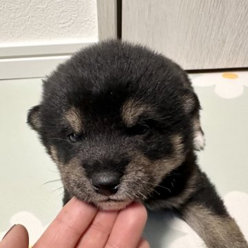 柴犬(標準サイズ)【北海道・男の子・2024年12月4日・黒】の写真「大人気黒柴！」