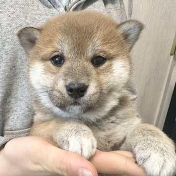 柴犬(標準サイズ)【北海道・女の子・2024年12月4日・赤】の写真「根強い人気赤柴🩷」